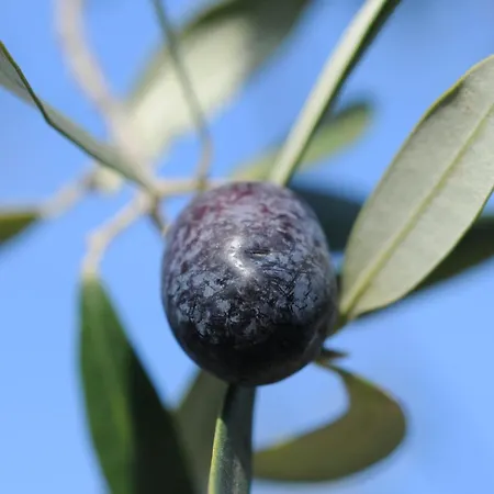 奥林匹克酒店 迪亚诺马里纳